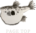PAGETOP